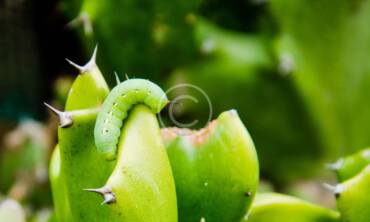 Lawn Grubs Removal